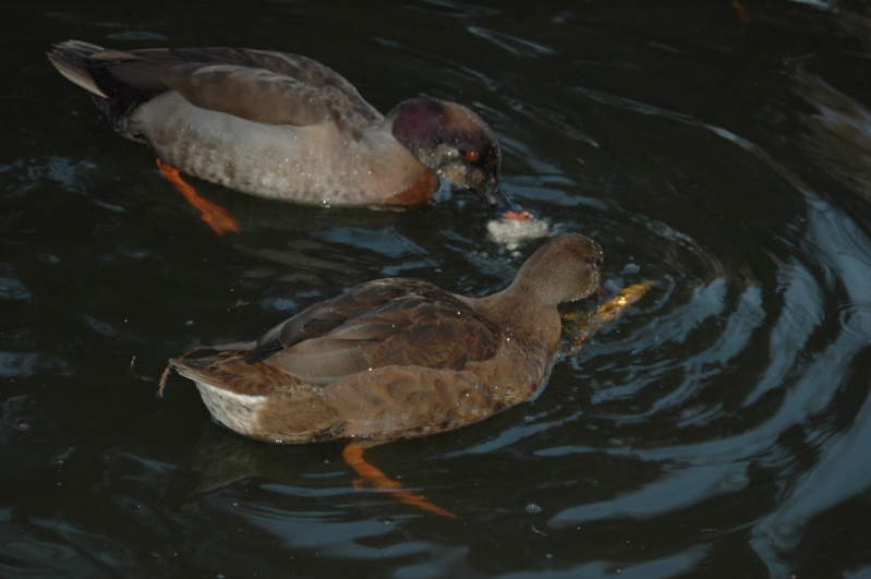 Canards and co Dsc_3514