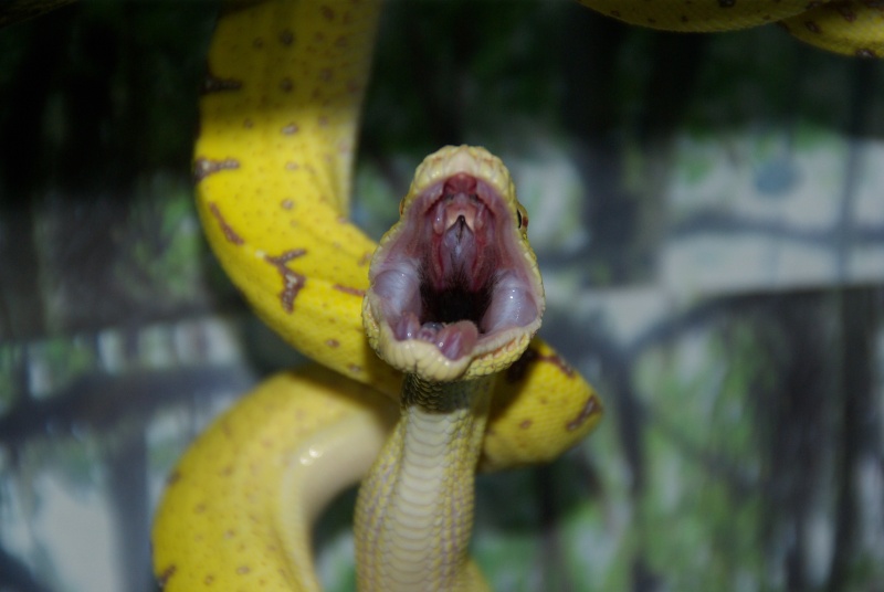 morelia viridis (new photo) - Page 2 Imgp1314