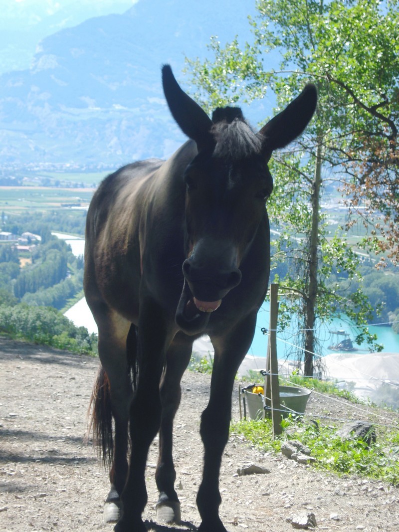 Concours photo: Funny-mule Baille10
