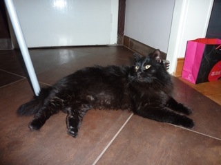TALANGE - trouvé chat noir poils longs 310