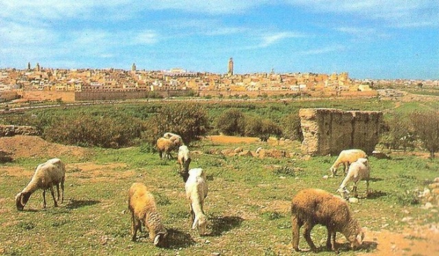 Meknès, la Ville Ancienne et les 2 Mellahs - 3 - Page 6 Meknas11