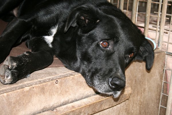 (ADOPTABLE)St Raphael - X labrador noir 58140_10