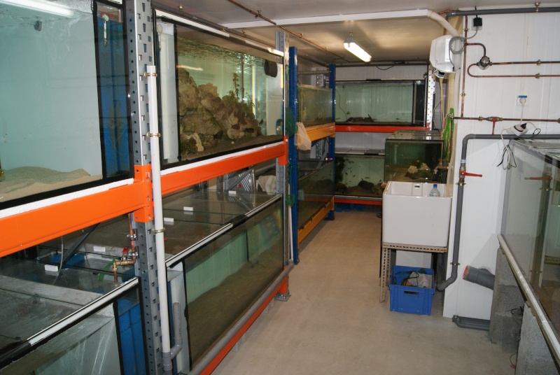 ma nouvelle fishroom (7700 litres pour le Tanganyika) Dsc03910