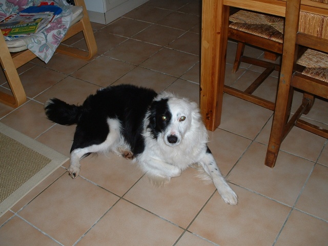 BUZZ BORDER COLLIE 4 ANS SAUVONS LE AVANT (LANDES) 110