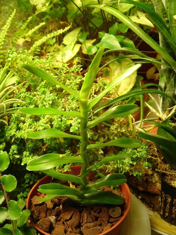 Angraecum germinyanum Dsc04710