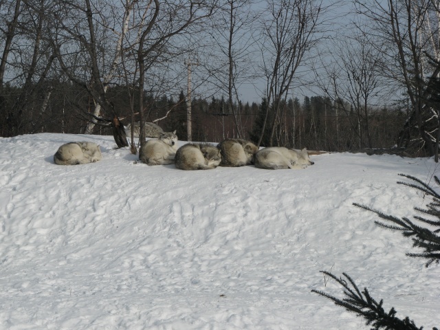 zoo l'hiver Img_0210