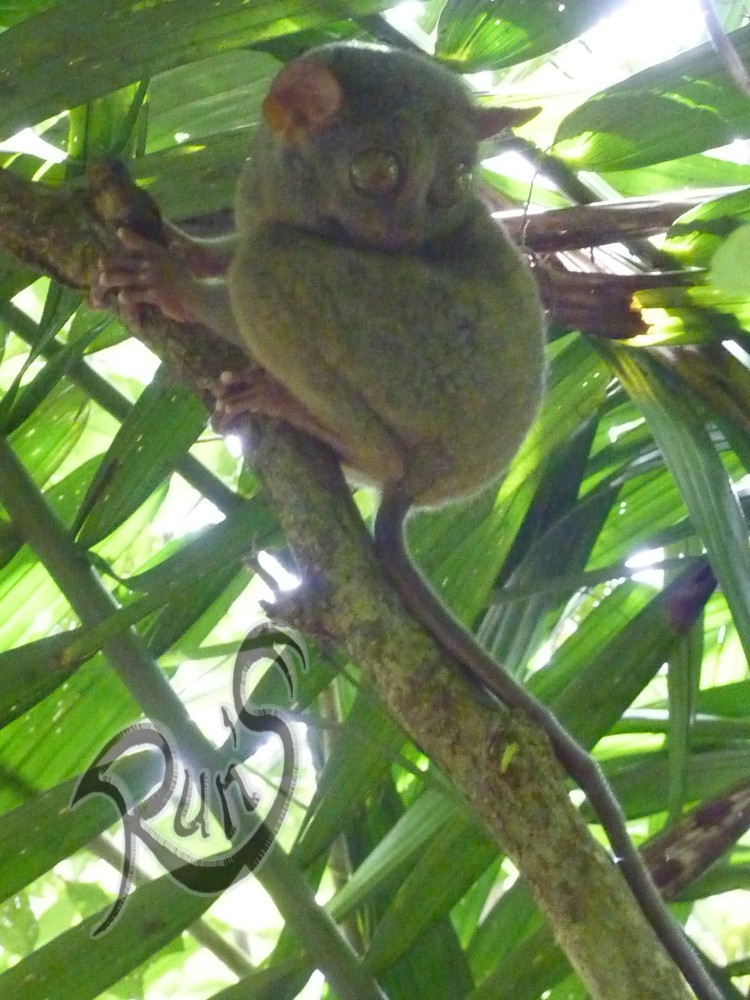 Tarsier sur Bohol island Tarsie16