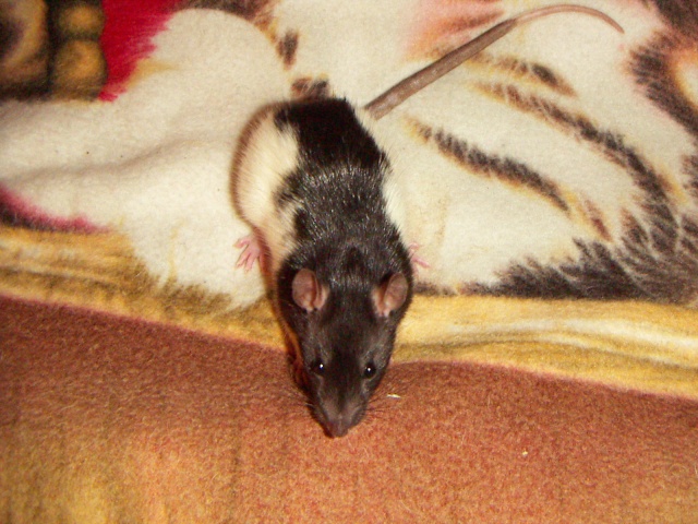 Les rats de malice Pict0028