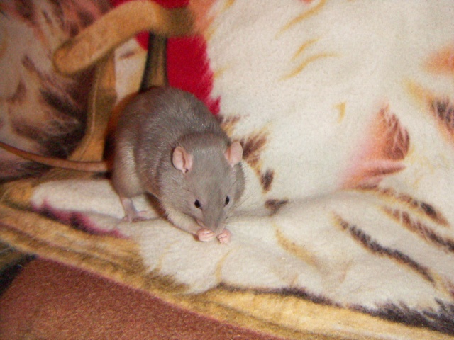 Les rats de malice Pict0030