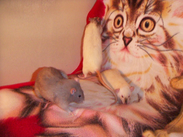 Les rats de malice Pict0033