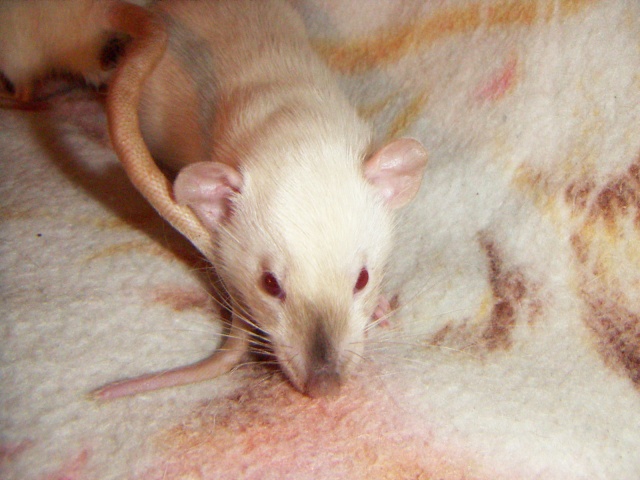 Les rats de malice Pict0034