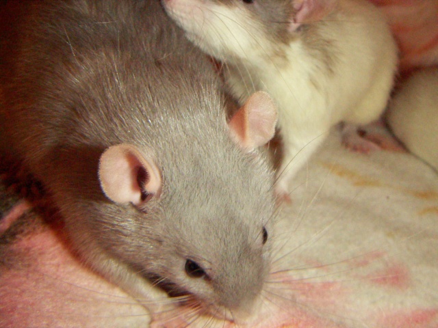 Les rats de malice Pict0035