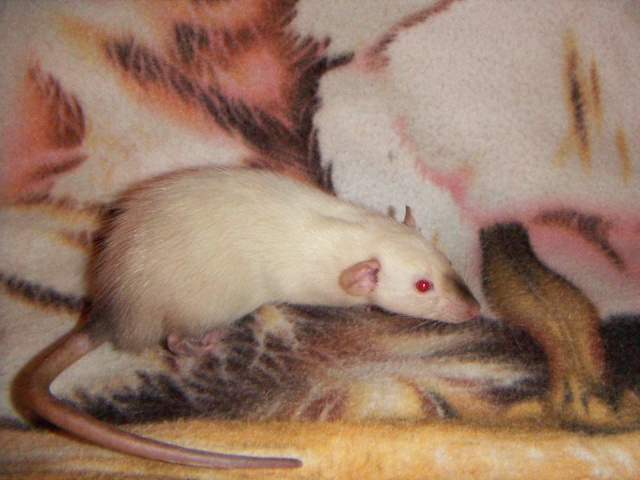 Les rats de malice Pict0037