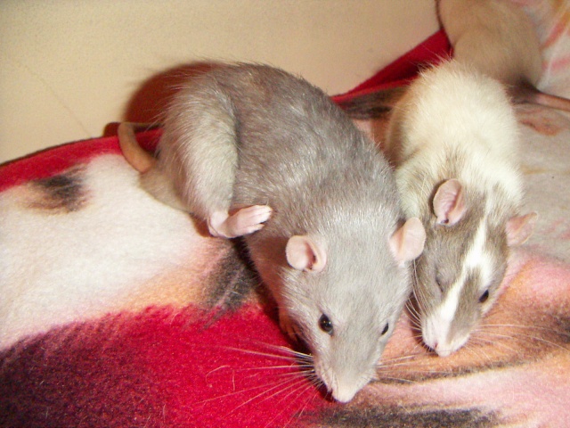 Les rats de malice Pict0038