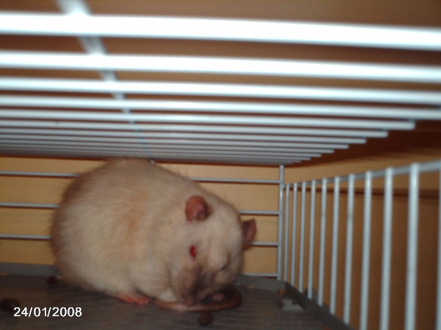 mes rats Ratt_010