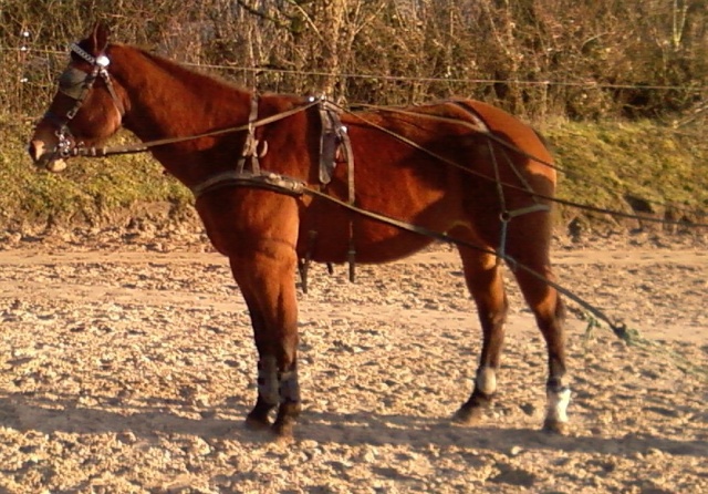 Pearly au longues rênes Copie_15