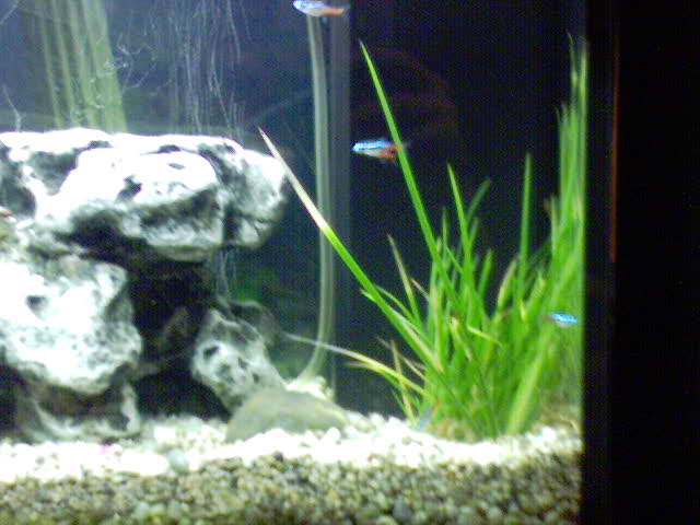 Mon aquarium Dsc00012