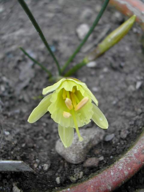 Narcissus hedraeanthus Narcis10