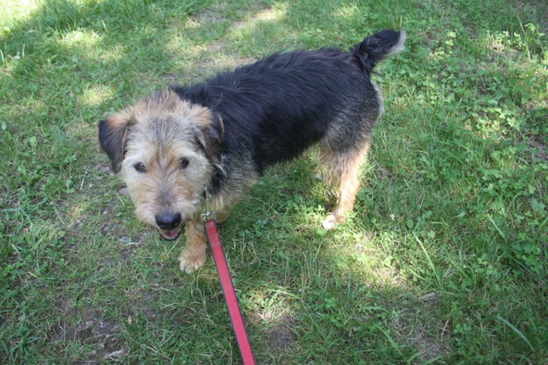 aidez moi - MILO - x griffon.../fox ? jagd terrier ? welshterrier ? 8 ans (5 ans de refuge)  - Refuge du Mordant à Toul (54) Img_0918