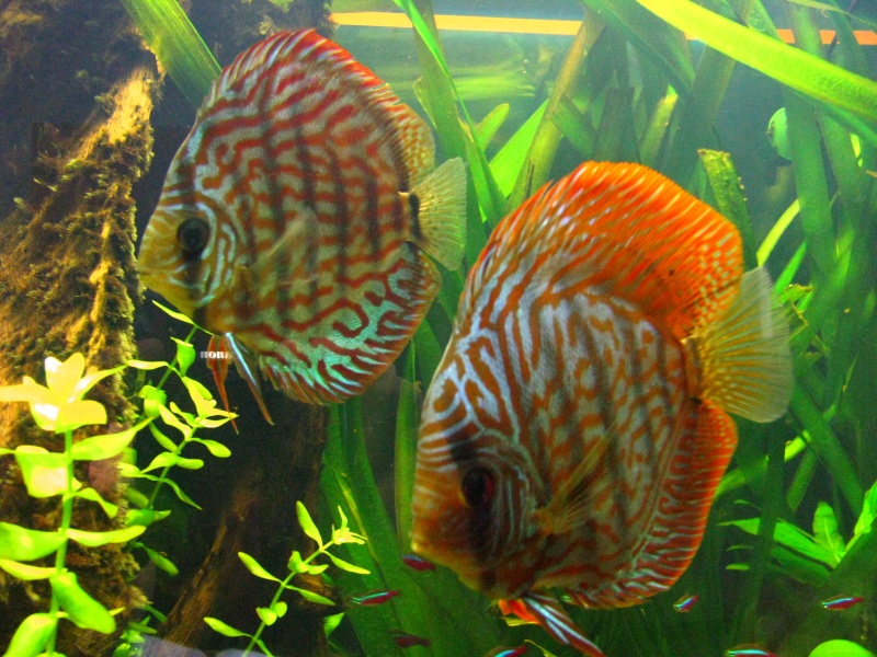 mes Discus . Photo_12