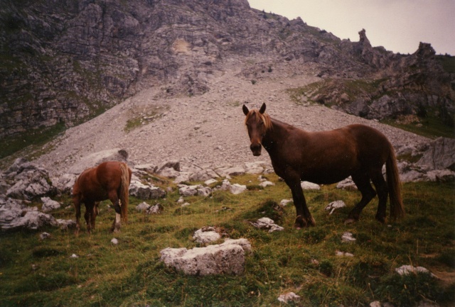 Post pour ces chevaux d'ailleurs...des inconnus juste croisés un jour... 0001a10