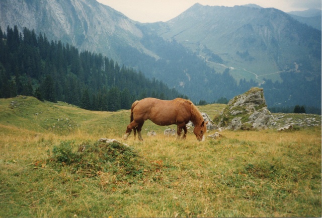 Post pour ces chevaux d'ailleurs...des inconnus juste croisés un jour... 0001c10