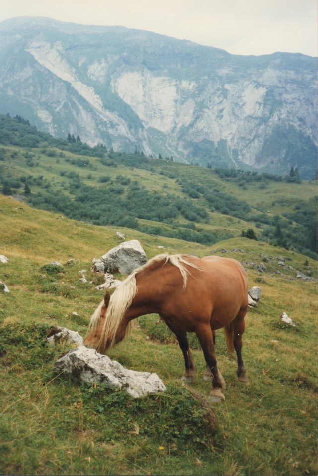 Post pour ces chevaux d'ailleurs...des inconnus juste croisés un jour... 0001d10