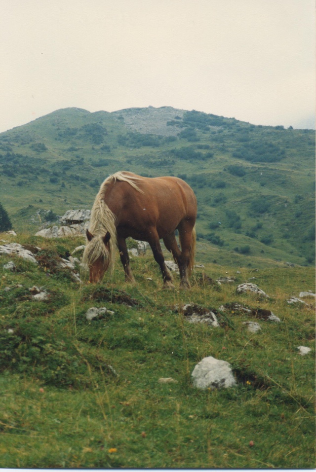 Post pour ces chevaux d'ailleurs...des inconnus juste croisés un jour... 0001e10