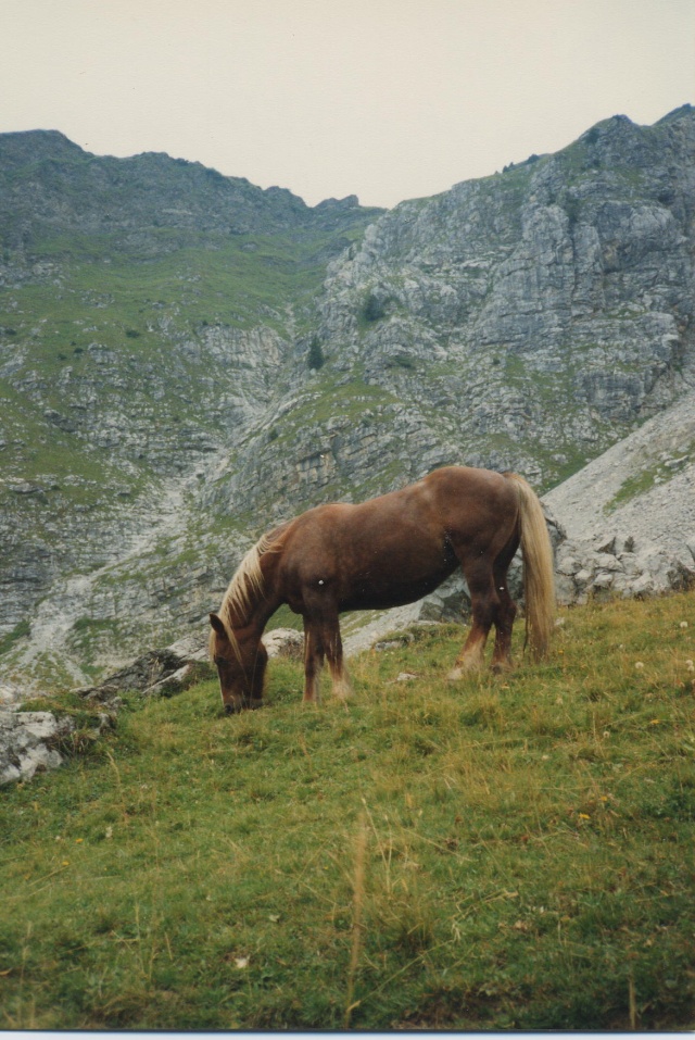 Post pour ces chevaux d'ailleurs...des inconnus juste croisés un jour... 0001f10