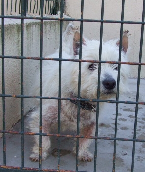 ONYX - type westie - mâle - 10 ans - BLOIS (Loir-et-Cher) Onyx10