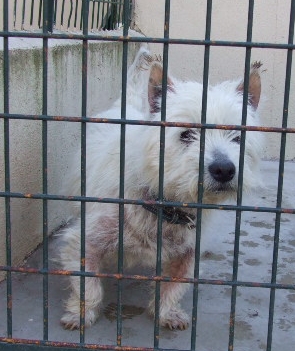 ONYX - type westie - mâle - 10 ans -  BLOIS (Loir-et-Cher) Onyx10