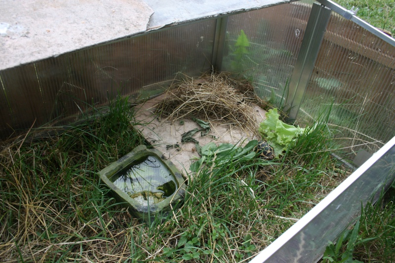 mes enclos Tortue19