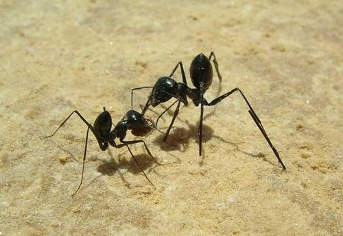 L'orientation des fourmis du désert Fourmi10