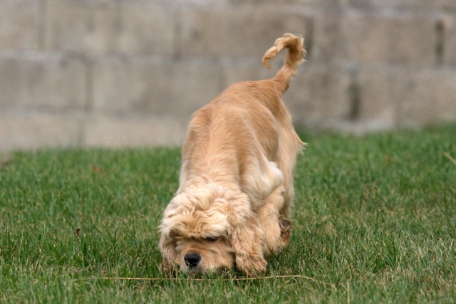 FALBALA, cocker US femelle golden, 2 ans, dépt 58 Falbal17