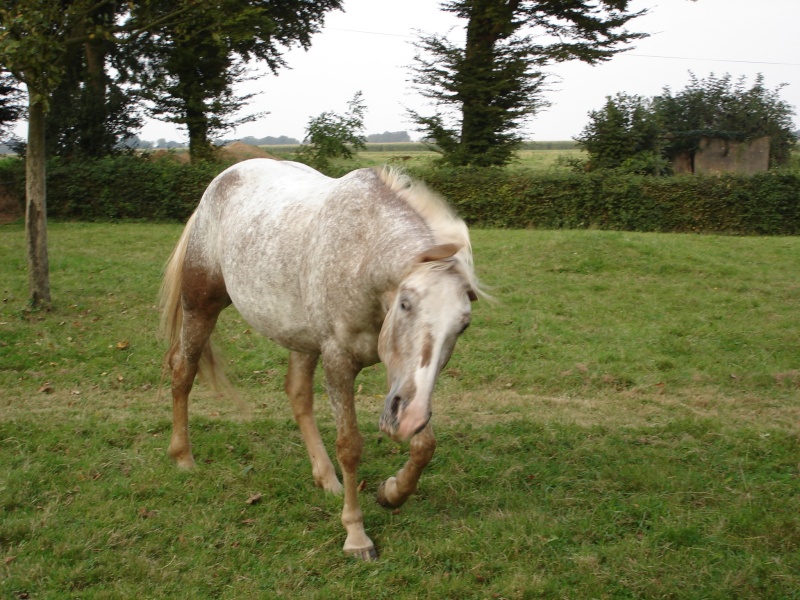 plume des champs Photo_10