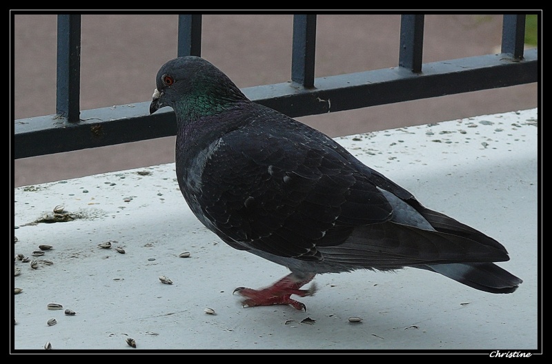 Un pigeon sur mon balcon P1090912