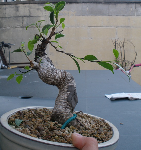 mon ficus(coupe courte, ;) ) - Page 5 P7080221