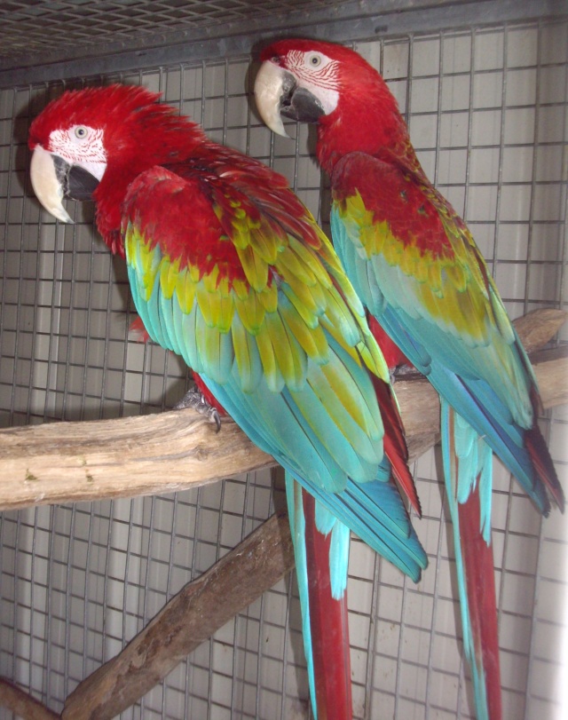 Photos de grands perroquets Imgp4411