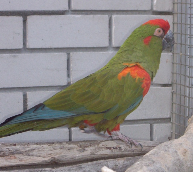 Photos de grands perroquets Imgp4510
