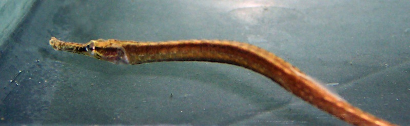 Le Doryichthys martensii: 100_7710