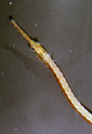 Le Doryichthys martensii: 100_7711