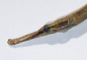 Le Doryichthys martensii: 100_7814