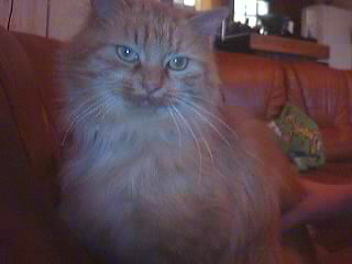 MA CHATTE VANILLE 11_15_10