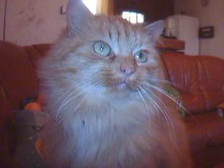 MA CHATTE VANILLE 11_15_12