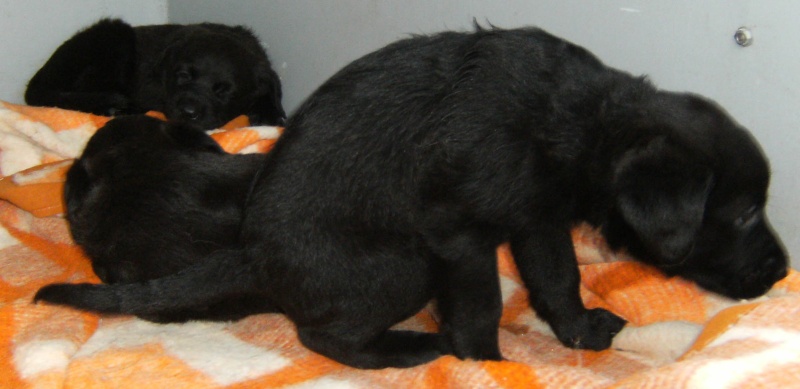 SUZY ET SES PETITS, épagneul x labrador (50) Chiots11