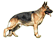 Berger Allemand Berger Allemand