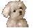 Coton Tuléar Coton Tuléar