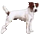 Jack Russel Jack Russel