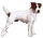 Jack Russel