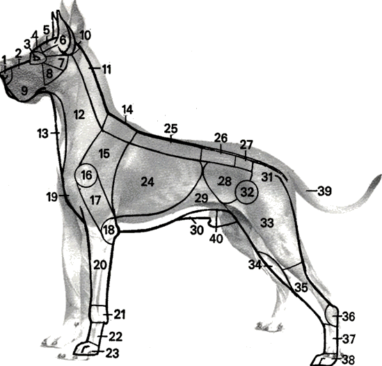 Anatomie der Deutschen Dogge Kraj10